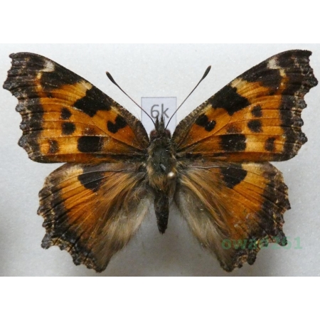 Nymphalis xanthomelas (Esper, 1781) Rusałka drzewoszek Russia6k